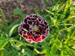 Image result for Dianthus