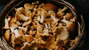 Questa ricetta con pasta sfoglia ai funghi è simile a una torta salata e può essere preparata anche in anticipo in modo da doverla solo riscaldare prima di servirla. Dall Antipasto Al Dessert Un Menu A Tutto Fungo Per Esaltare L Autunno La Repubblica