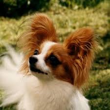 Papillon welpe kontinentaler zwergspaniel ( papillon). Papillonzucht Von Rotmonten