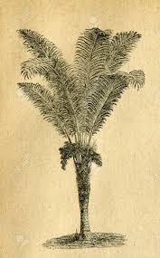 Image result for Raphia rostrata