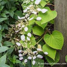 Annuals marginata' english , , vines perennials for : Flowering Vines For Shade 9 Of The Best Perennial Shade Vines That Won T Take Over Your Garden Gardening From House To Home