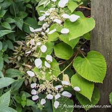 Maybe you would like to learn more about one of these? Flowering Vines For Shade 9 Of The Best Perennial Shade Vines That Won T Take Over Your Garden Gardening From House To Home