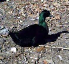 Black And Yellow Duckling Black Cayuga Duck Drake Ducklings For Sale Cayuga Ducklings
