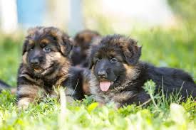 Pit, lab & german shepherd mixed puppies. Average Cost Of Buying A German Shepherd With 21 Examples Embora Pets