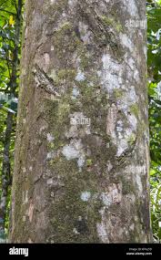 Image result for Chrysophyllum welwitschii