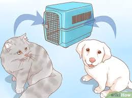 We did not find results for: How To Introduce A New Puppy To The Resident Cat 15 Steps