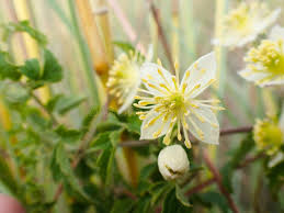 Image result for Clematis brachiata