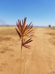 Image result for Eragrostis patens