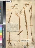 Image result for Loudetia phragmitoides