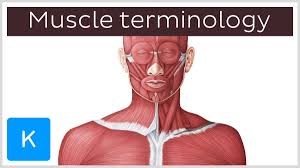 Let us now pick one of these flexor muscles, for example flexor carpi radialis. Kenhub On Twitter There Are More Than 600 Muscles In The Human Body How Do We Name Them All Check Out Our Video Where We Share Some Tips On How To Easily