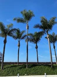 Image result for Syagrus