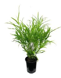 Image result for Pteris cretica