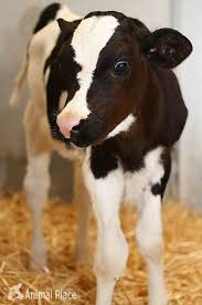 Country Baby Cows Baby Farm Animals Cow