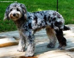 1/2 australian shepherd, 1/2 german shepherd puppies for sale! Aussiedoodle Australian Shepherd X Poodle Cross Aussiedoodle Adorable Doggies Puppy Mix