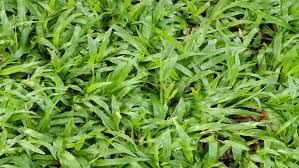 Suatu sore yang agak cerah cenderung mendung, saya membuat video bagaimana cara menanam rumput gajah mini. Tips Menanam Dan Merawat Rumput Gajah Mini Rumah Com