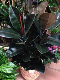 Pin On Houseplants