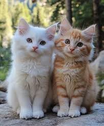 A Street Cat Named BOBBY