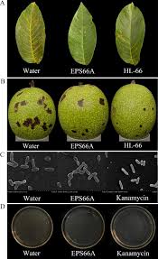 Image result for Walnut blight