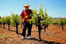 Cooper Vineyards Barbera: The dollar that changed a region