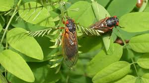 Cicadas have parts on their bodies called tymbals, which. How Long Will Brood X Cicadas Last 17 Year Cicada Faq Nbc4 Washington