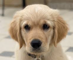 The golden retriever is a large sized, energetic breed, serving as efficient gun dogs used for eyes: Hair Below Eyes Getting Dark Golden Retriever Dog Forums