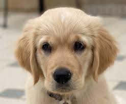 We did not find results for: Hair Below Eyes Getting Dark Golden Retriever Dog Forums