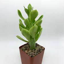 Image result for Monadenium hirsutum