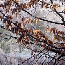 Image result for hornbeam hedge in winter