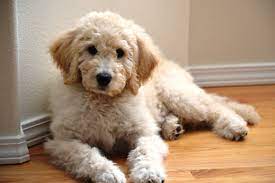 Standard F1b Goldendoodle Puppy Rosie Around 10 Weeks Old Teddy Bear Dog Bear Dog Mini Goldendoodle Puppies