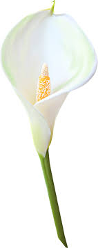 Transparent Calla Lily Flower Clipart View Full Size Flower Clipart Calla Lily Lily Flower