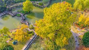 上海1200年树龄的银杏树，又到最美金色观赏期，再不来就要落叶了_公园_嘉定_周边