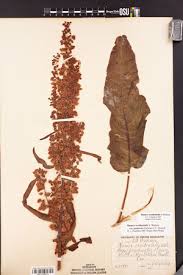 Image result for Rumex lanceolatus