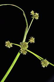 Image result for Cyperus difformis