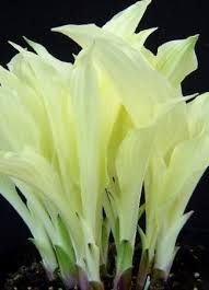 Image result for Hosta White Feather