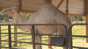 Her guides assist with the camels. Woman Bites Camel To Save Herself After Freak Encounter In Iberville Parish