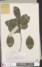 Image result for Tephrosia nyikensis