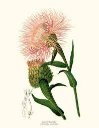 Centaurea Americana Basket Flower Botanical Art Botanical Art Prints Botanical Illustration