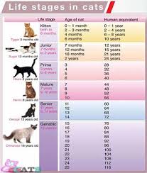 How Many Cat Years Are There In A Human Year Best Cat And