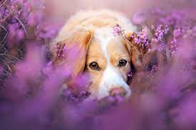 Maybe you would like to learn more about one of these? Wallpaper Animals Plants Skin Flower Eye Puppy Vertebrate Close Up Macro Photography Dog Like Mammal 2048x1365 Nightelf87 41084 Hd Wallpapers Wallhere