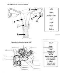 I am a student learning body massage and am looking for blank, black and white pictures of the body for research and homework. Male And Female Reproductive System Diagram Worksheets Teaching Resources Tpt