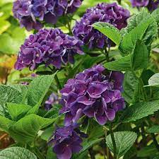 Hydrangea Macrophylla Color Fantasy White Flower Farm Hydrangea Macrophylla Purple Flowers Garden