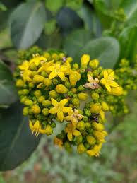 Image result for Psychotria capensis