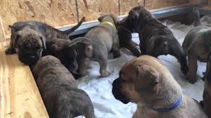 We no longer breed any puppies! Bullmastiff Puppies Youtube