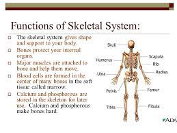 The Skeletal System The Skeletal System Is The Framework Of Your Body And Has 5 Major Functions Ppt Video Online Download