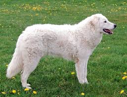 Discover more posts about kuvasz. Kuvasz All Big Dog Breeds