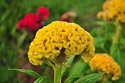Image result for Celosia stuhlmanniana