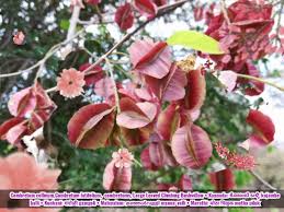 Image result for Combretum collinum
