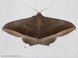 Hulodes Caranea Moth Sumatra Indonesia Moth Butterfly Sumatra