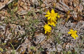 Image result for Leysera tenella