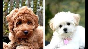 Are you thinking about getting a maltipoo as a new family member? The 22 Best Small Poodle Mix Cross Breeds With Pictures Poodle Report